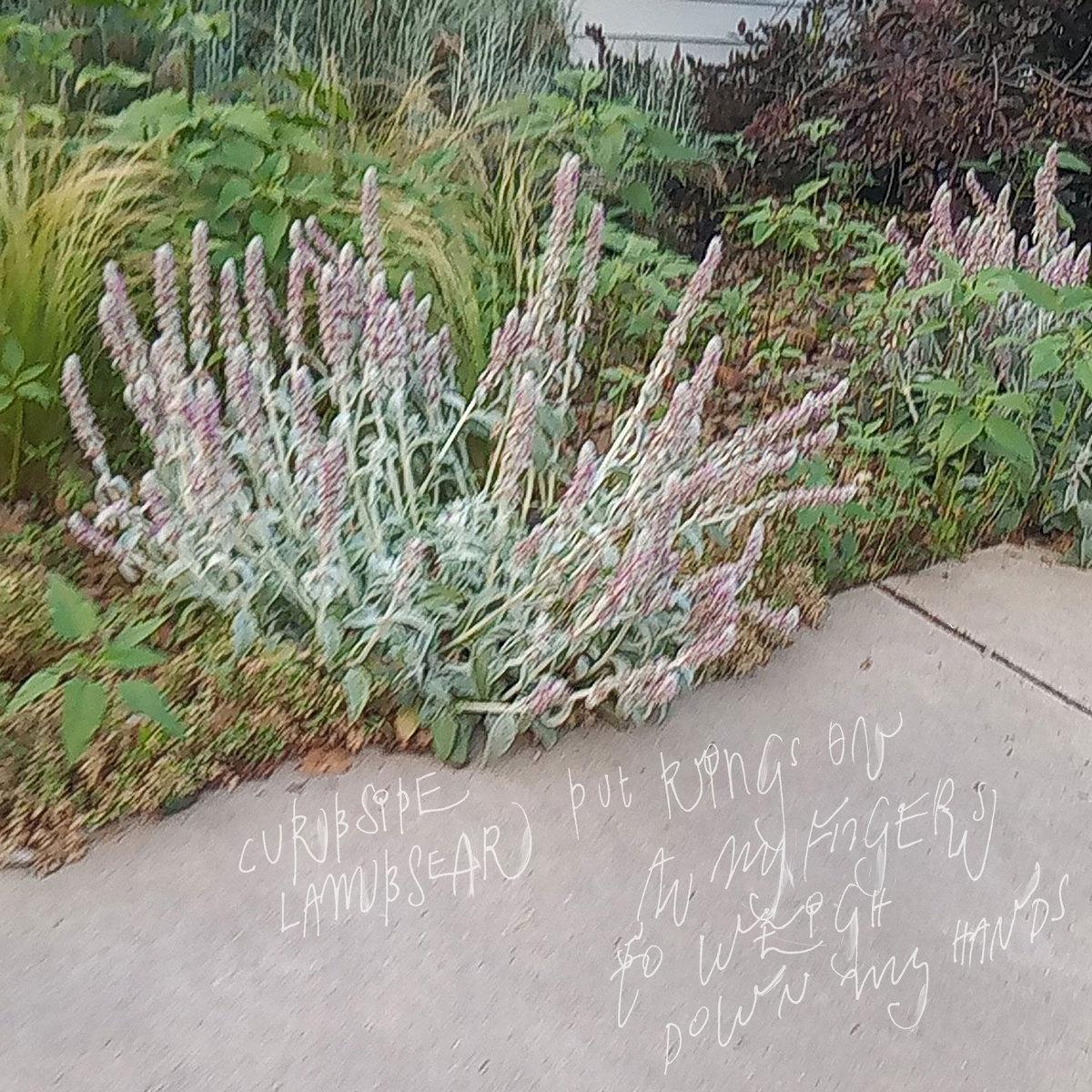 Curbside Lambsear - Put Rings On All My Fingers To Weigh (12")