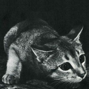 Cindy - Cindy (LP)