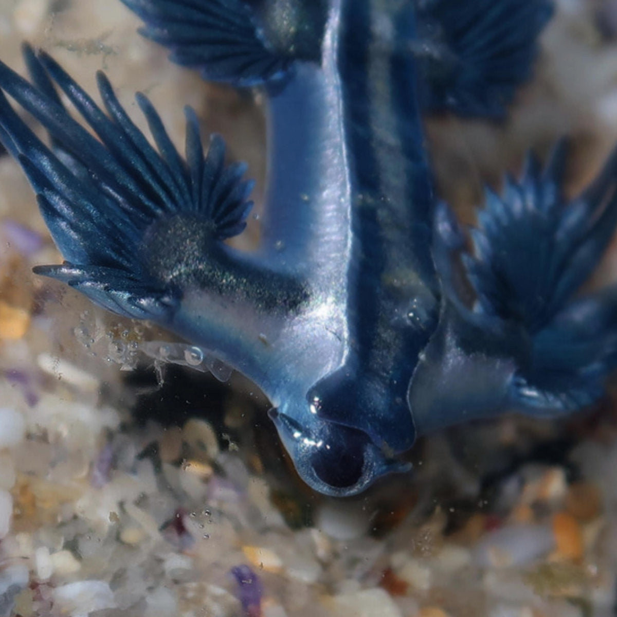 Alessandro Adriani - Four Tracks (Clear LP)