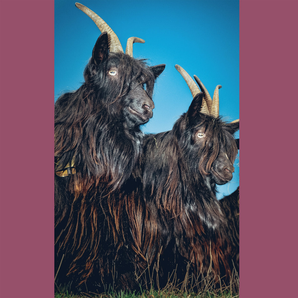 Martina Berther & Philipp Schlotter - Silence Will Never Die (White Vinyl LP)