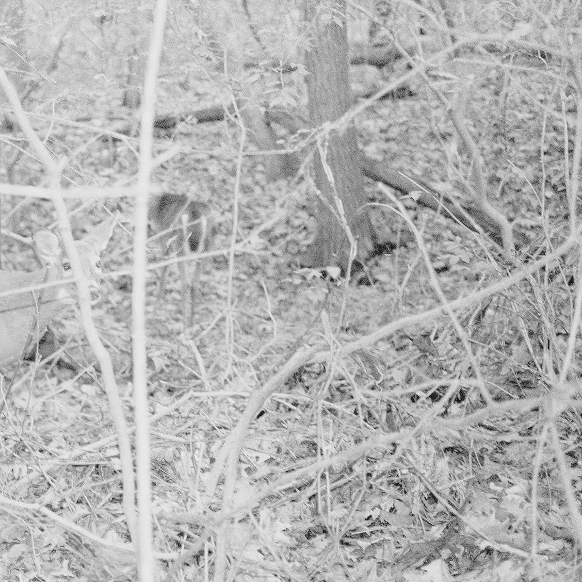 TONGUE DEPRESSOR - BONES FOR TIME