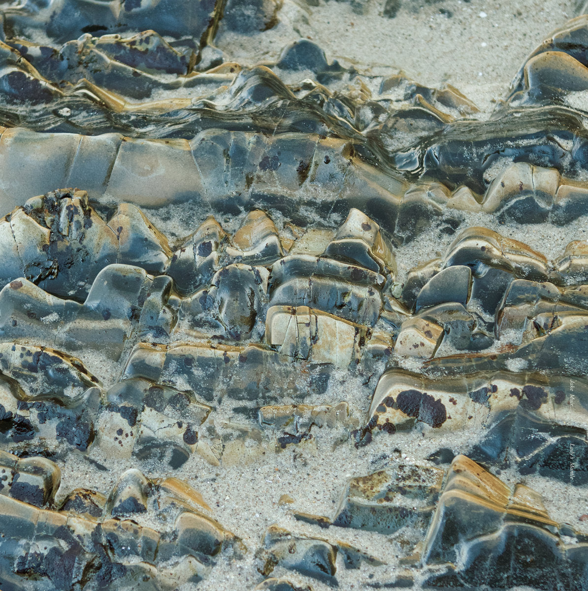 Jake Muir - Lady's Mantle