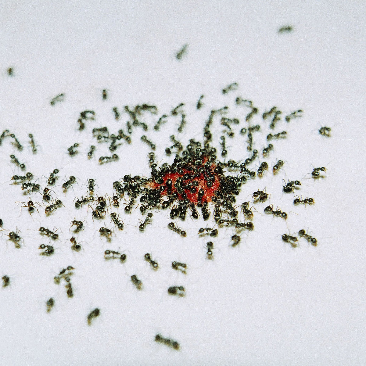 Patricia Kokett - Psykhe