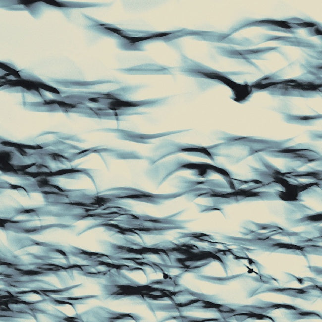 Bellbird - The Call (LP)