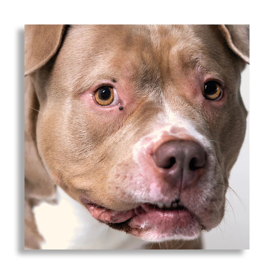 Y.O.P.E. & Avvnt MM - Music For Dogs (LP)