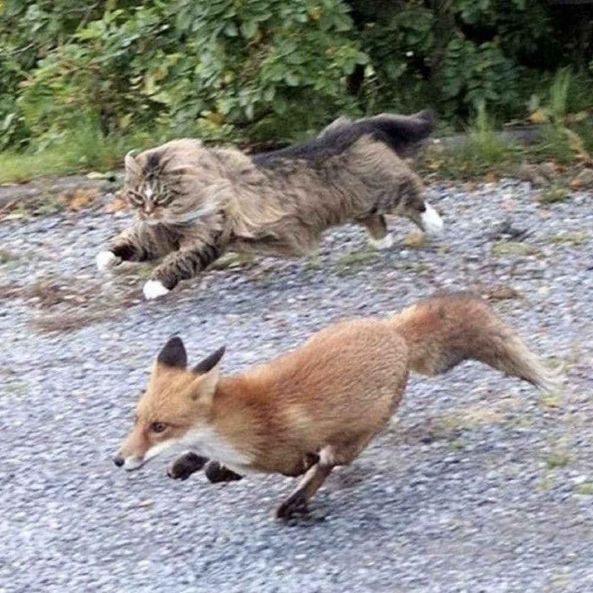 Devon Rexi Meets John T. Gast - Breathstep (LP)