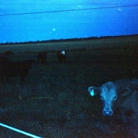 Waveform - Antarctica (Dark Blue Vinyl)