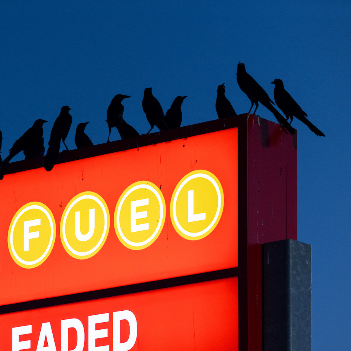 Nebraska - Chant des Oiseaux EP