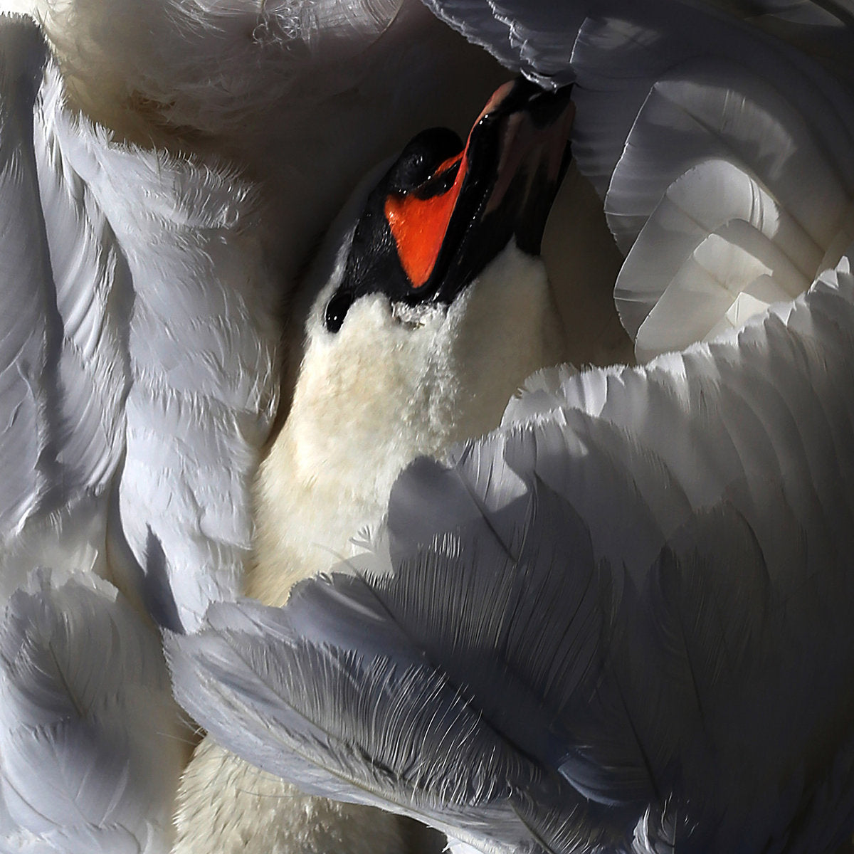 Wild Terrier Orchestra - Even The Chimera